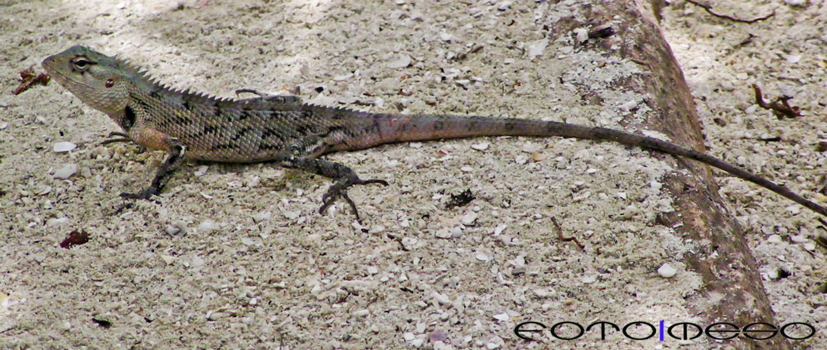 Maldives (10 of 13) edit